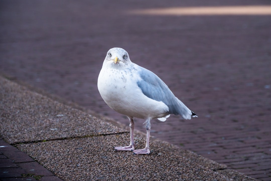 white and gray bird on gray concrete floor